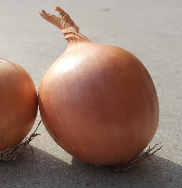 Yellow Onions